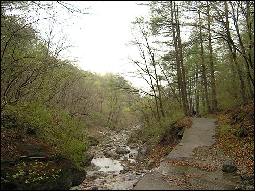 주금산의 비에 젖은 촉촉한 숲길 